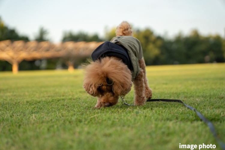 グランセンス吉川美南パークサイドコート・セントラルレジデンスのペット足洗い場イメージ画像
