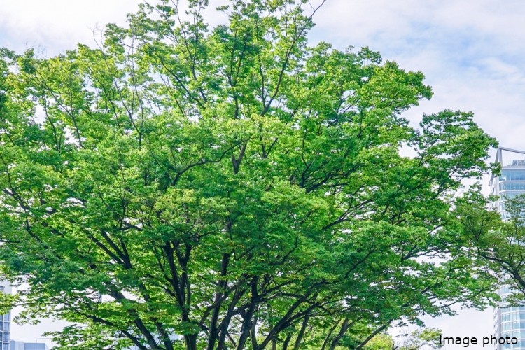 グランセンス吉川美南パークサイドコート・セントラルレジデンスの緑のポケットパークイメージ図